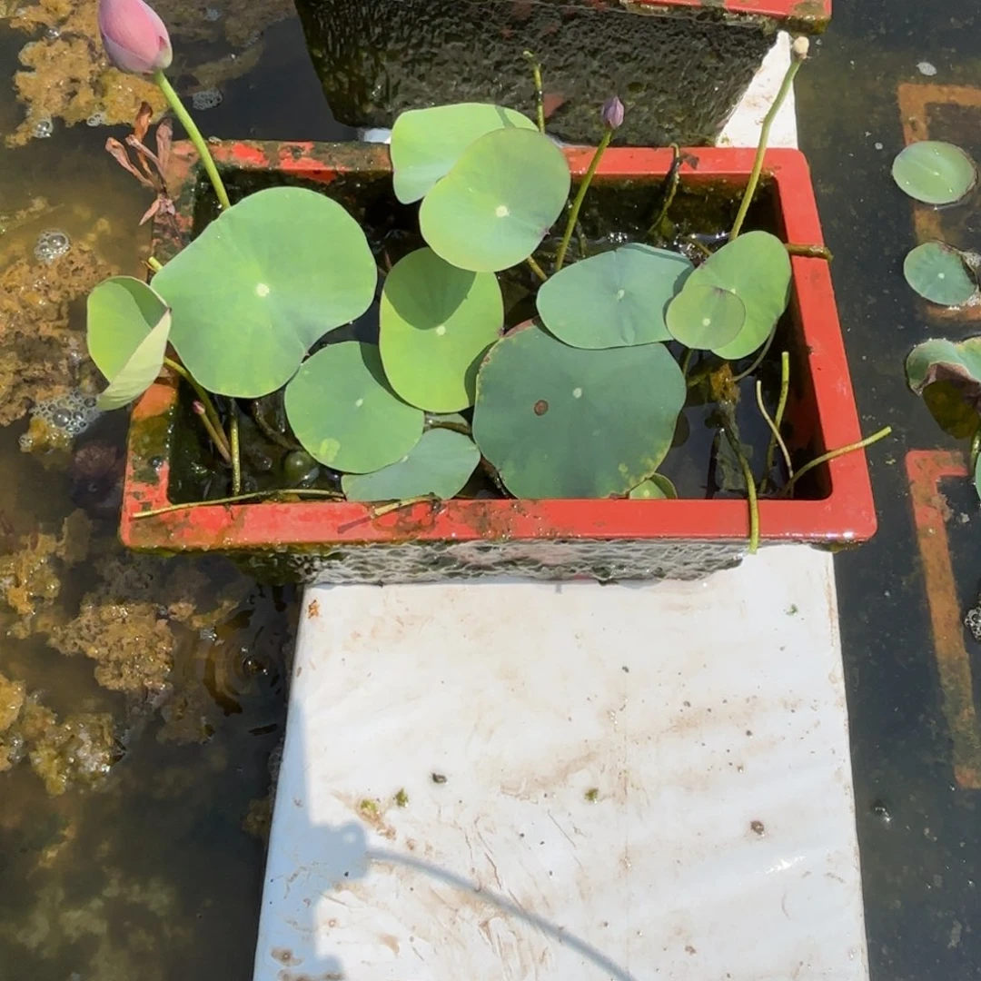 花****全部花苞紫气东来大方盆1169