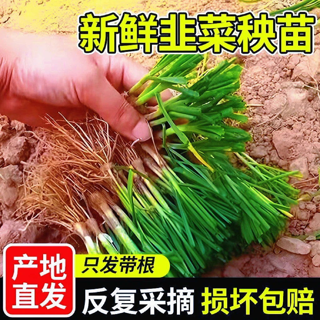 山东寿光基地紫根宽叶韭菜根苗庭院阳台四季皆可种植耐寒好养包活