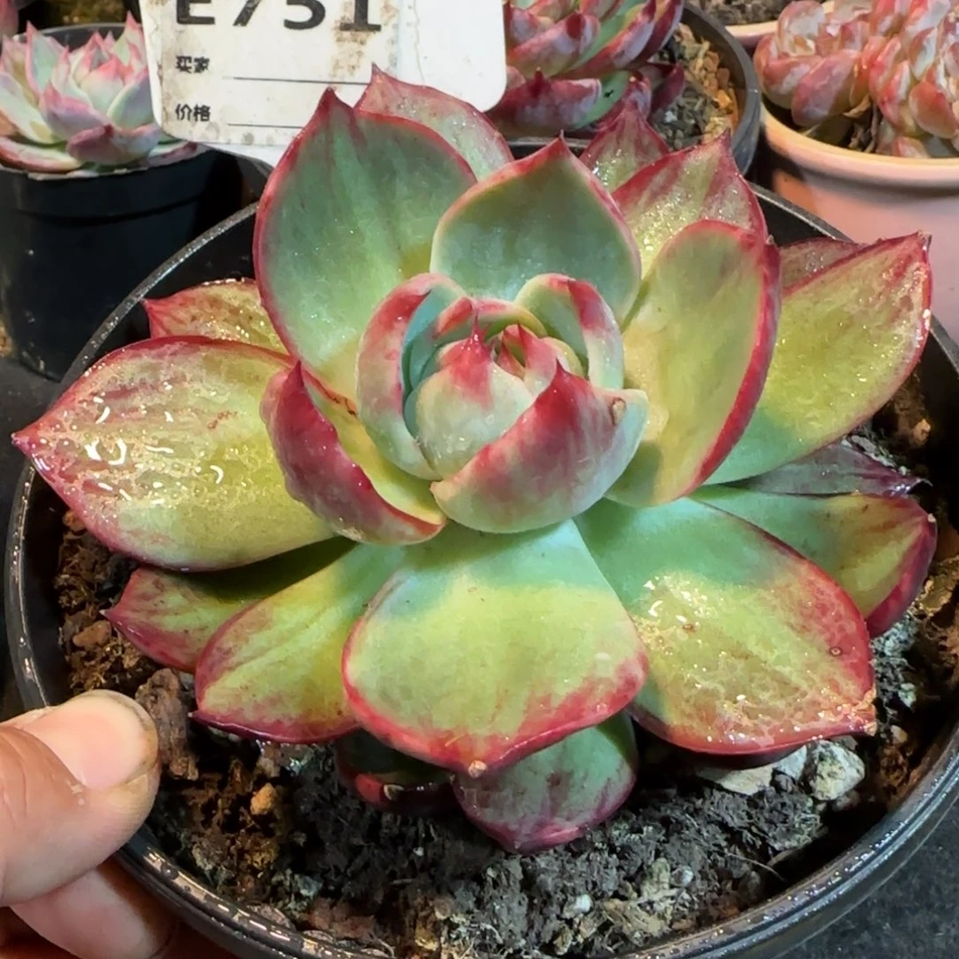 惊鸿一物一拍包装收缩花旱751