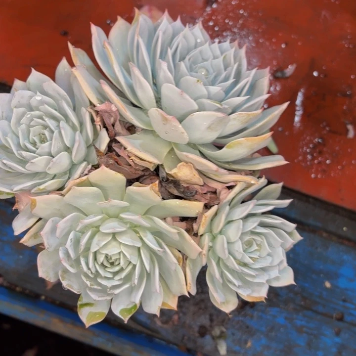 思***语老桩精品肉肉蓝鸟