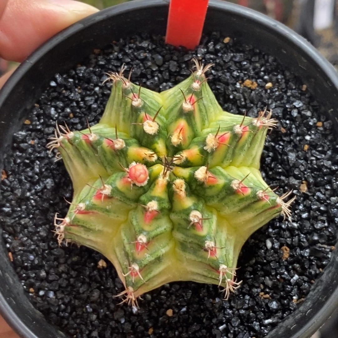 泰系全品米哈—带盆土发货34