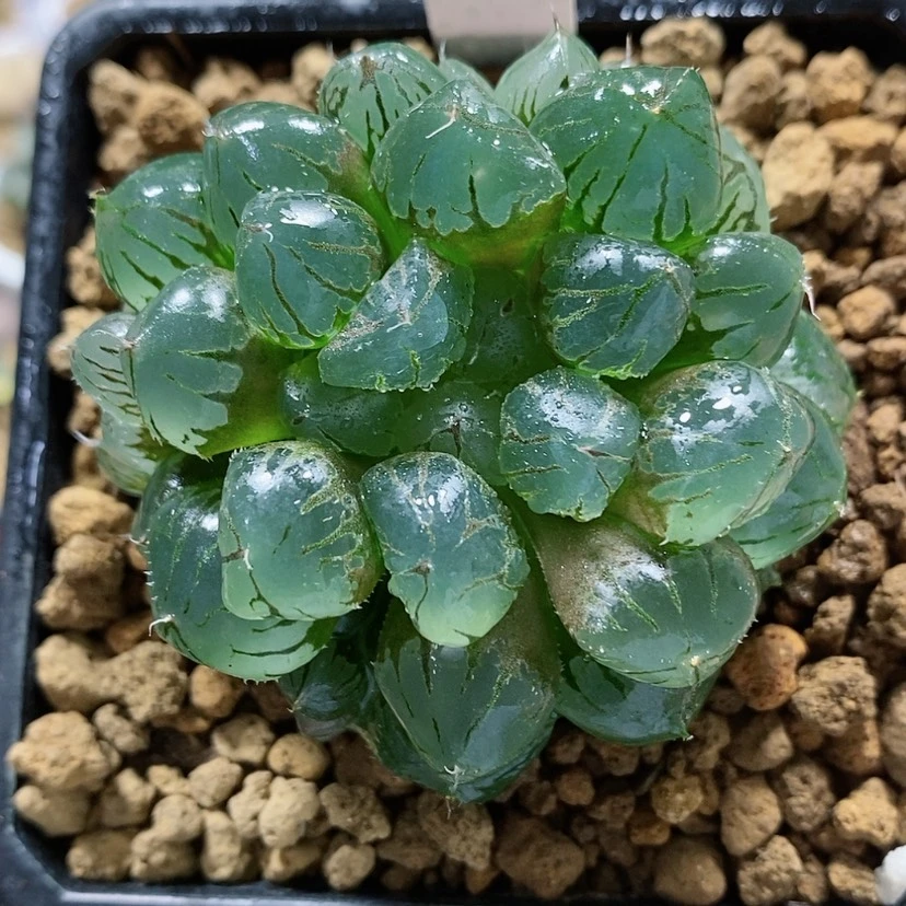 【闪购商品】27群生水晶冰城实生