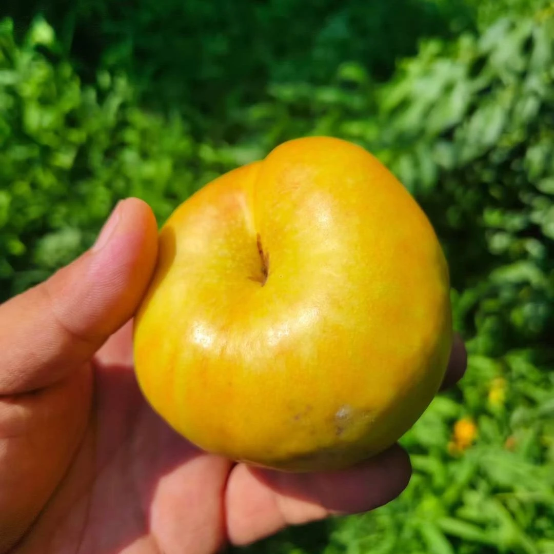 【纯甜爆汁】山东彩虹油蟠桃稀有黄油蟠桃黄心油桃扁桃新鲜桃子