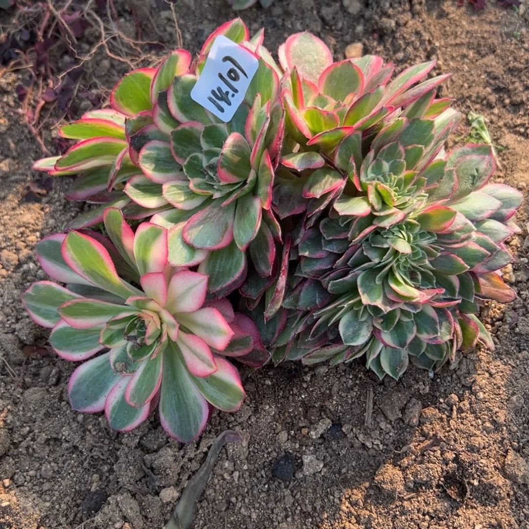 107黑魔锦缀多肉多肉多肉