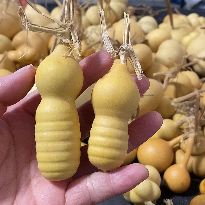 葫芦的颜色很好看