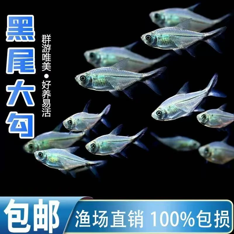 黑尾大勾鱼苗扯旗群游鱼观赏鱼热带鱼淡水宠物鱼灯科鱼好养