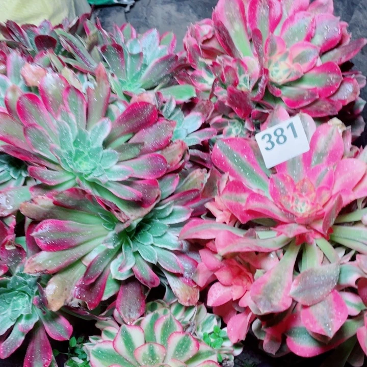 云*川多肉植物组合381