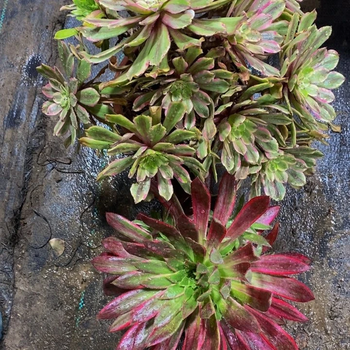 默*1花脸看粉黛加金丝翡翠一组