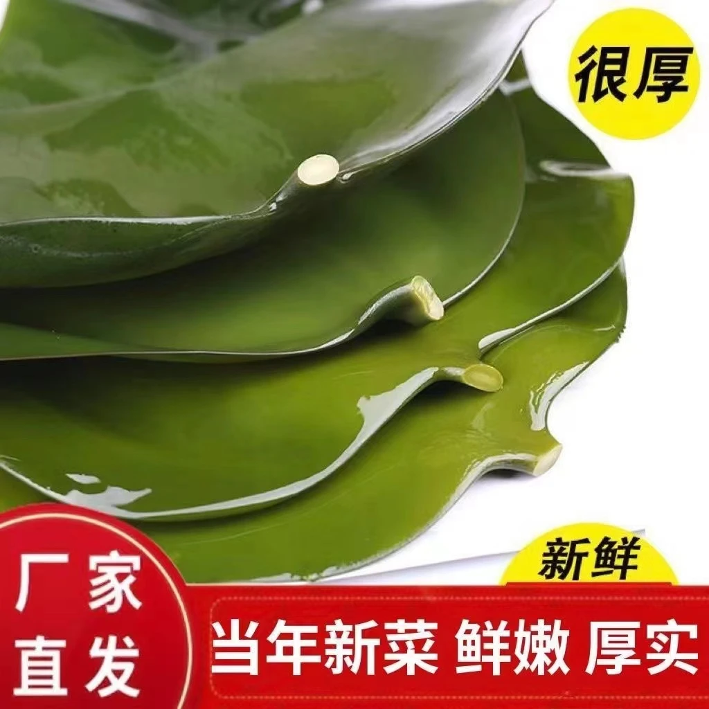 海带头霞浦特产新鲜盐渍更保鲜厚实煲汤凉拌无沙新货农产品