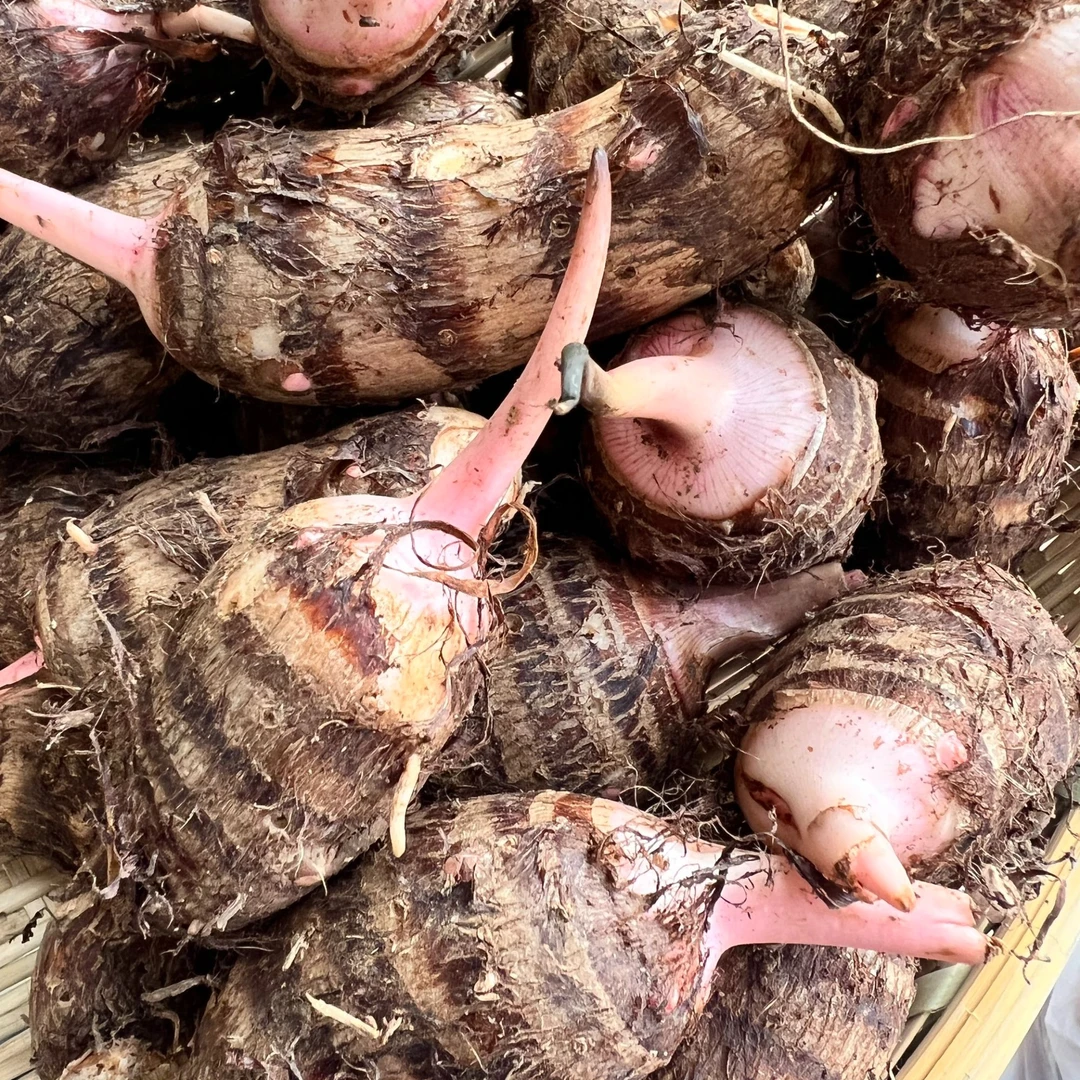 新鲜现挖粉糯香甜牛奶红芽小芋头产地直发