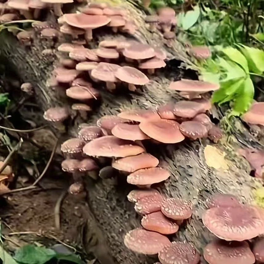 云南新鲜香蕈榛蘑马桑菌香菇当季蘑菇香信菌火锅煲汤包邮食用