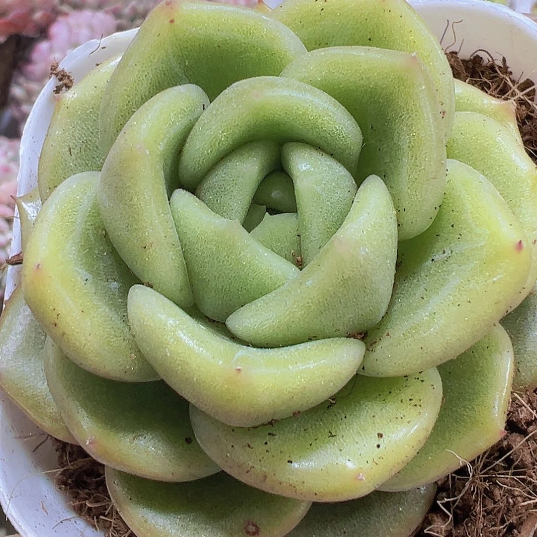 大冰城19包邮多肉