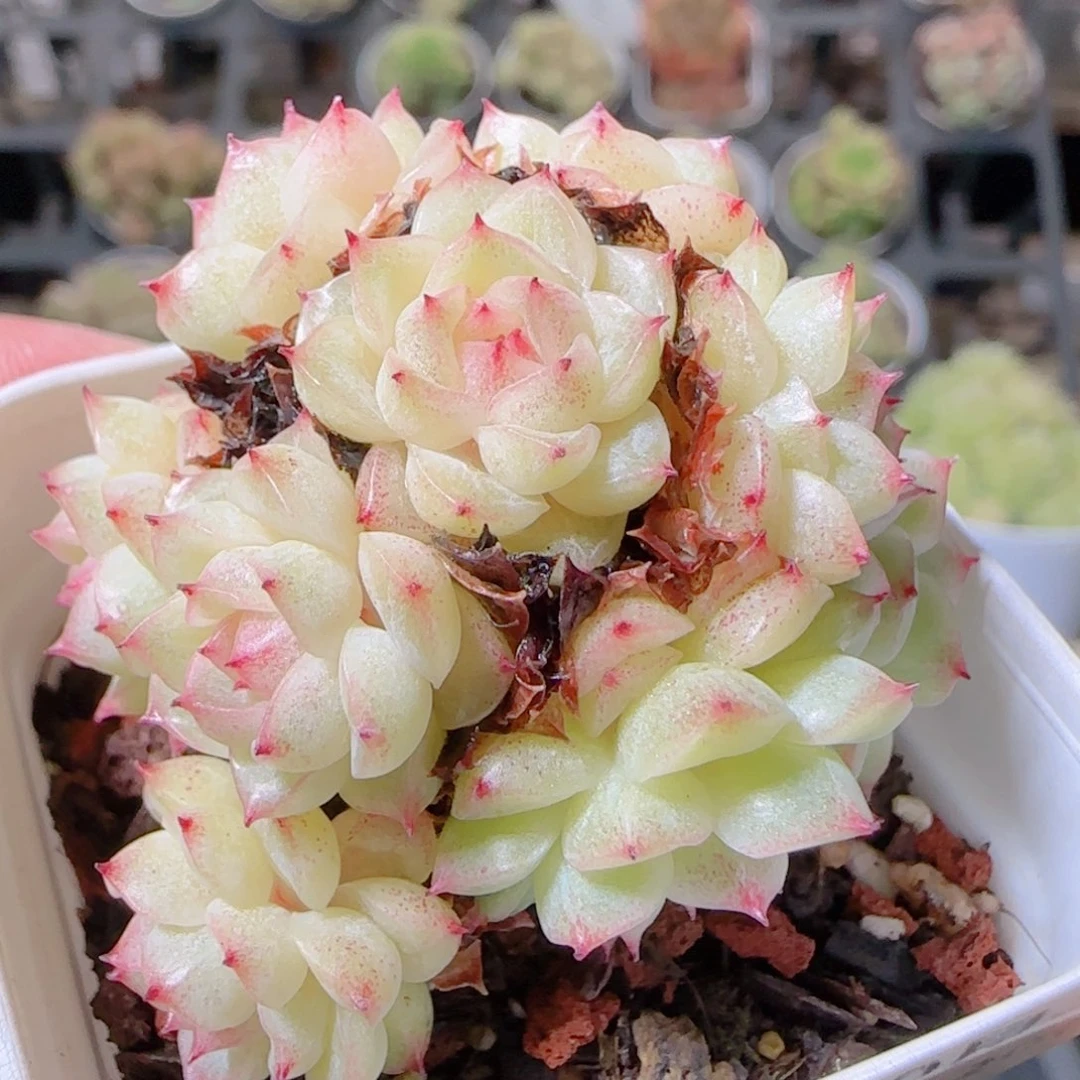 花语逸镜1030-113散