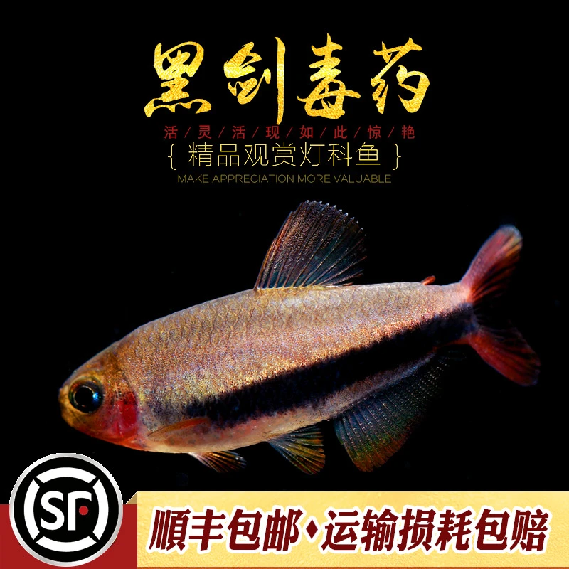 黑剑du药高端南美灯鱼水草缸淡水鱼小型热带鱼电光毒药灯科鱼活体