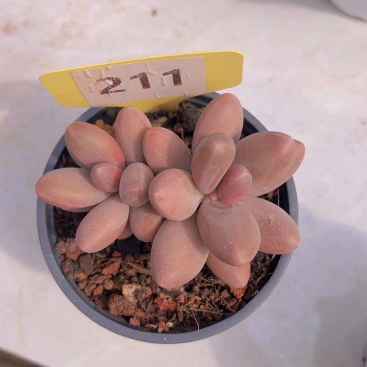 健健康康平平安安