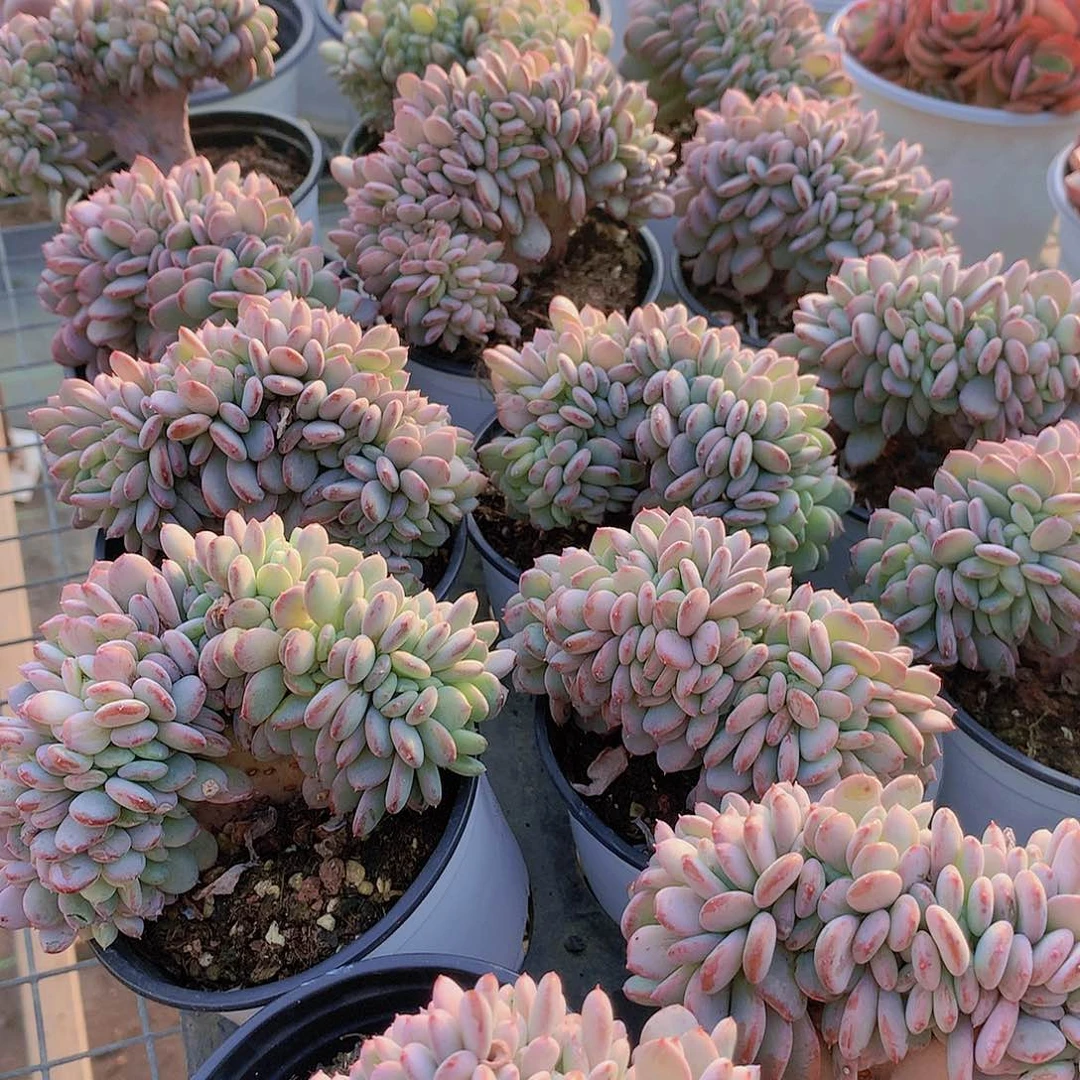 粉珍妮缀化245778899990000