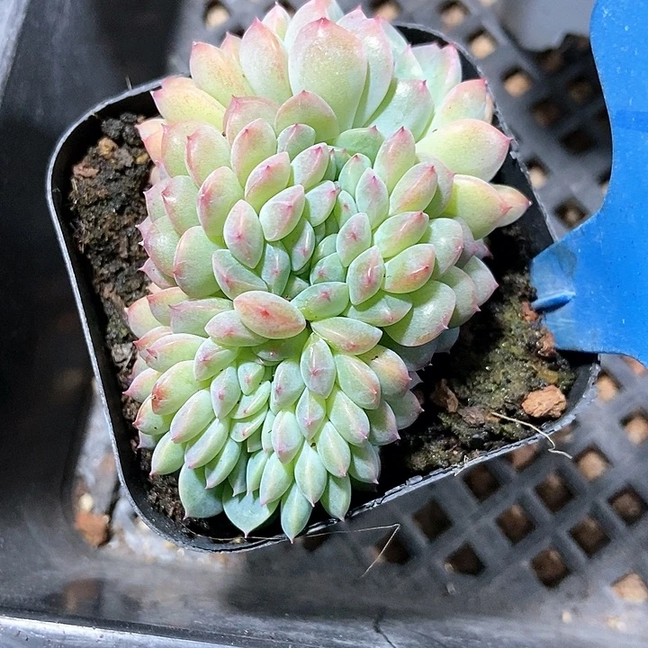 多肉植物冰魄缀化a 3