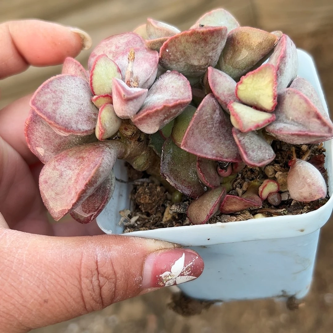 多肉植物金牛座水泡