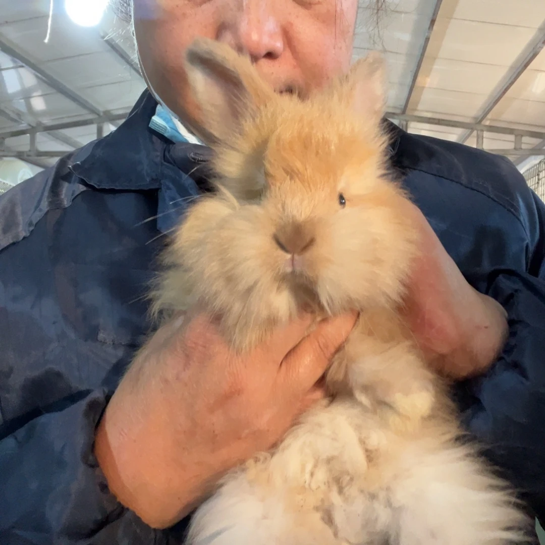 宠物兔英系安哥拉兔