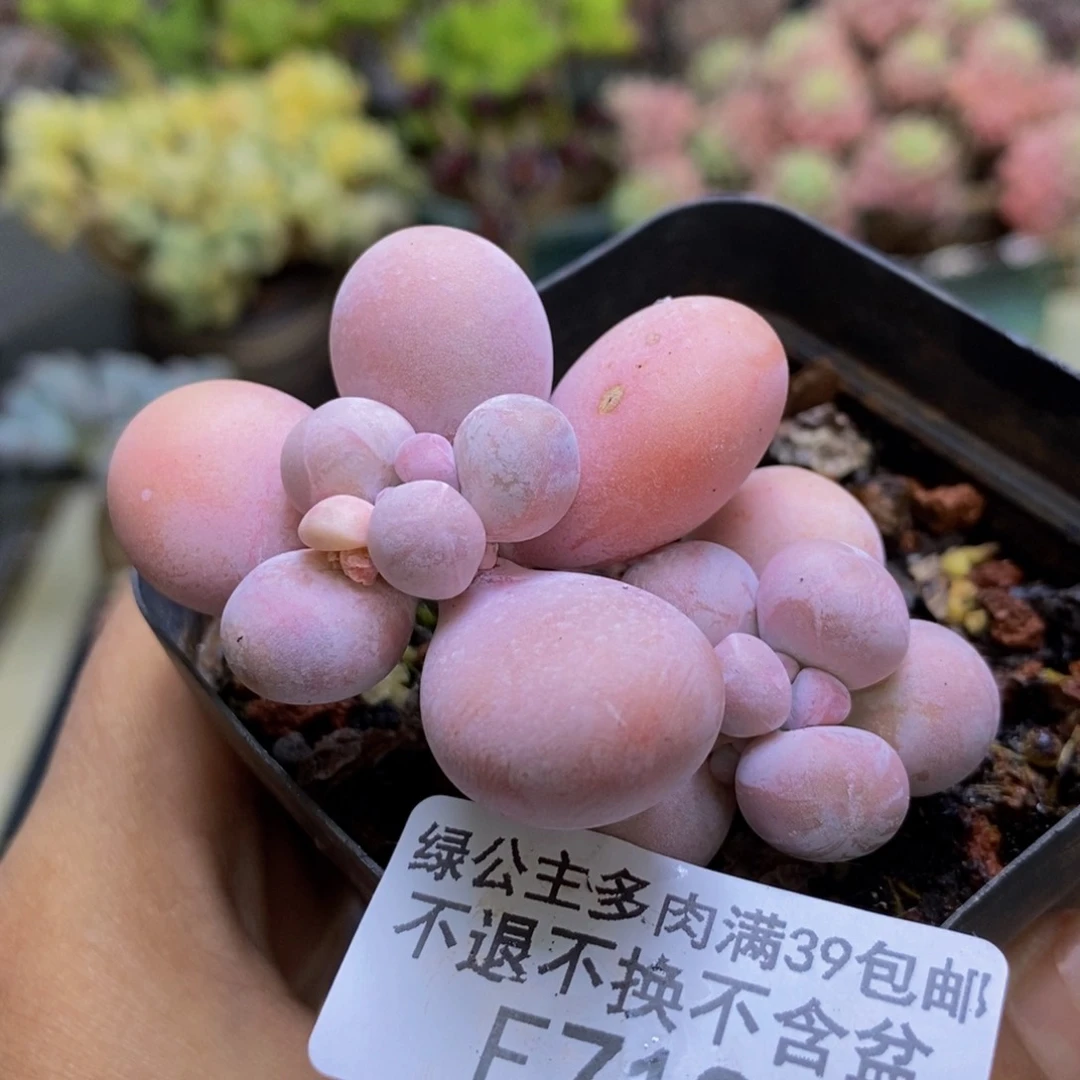 718橙奶多肉肉4c m