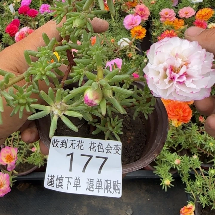 无花朵177超小苗盆口10cm