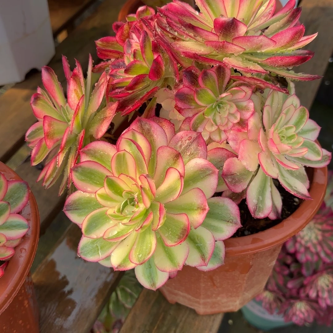 花好月又圆202510