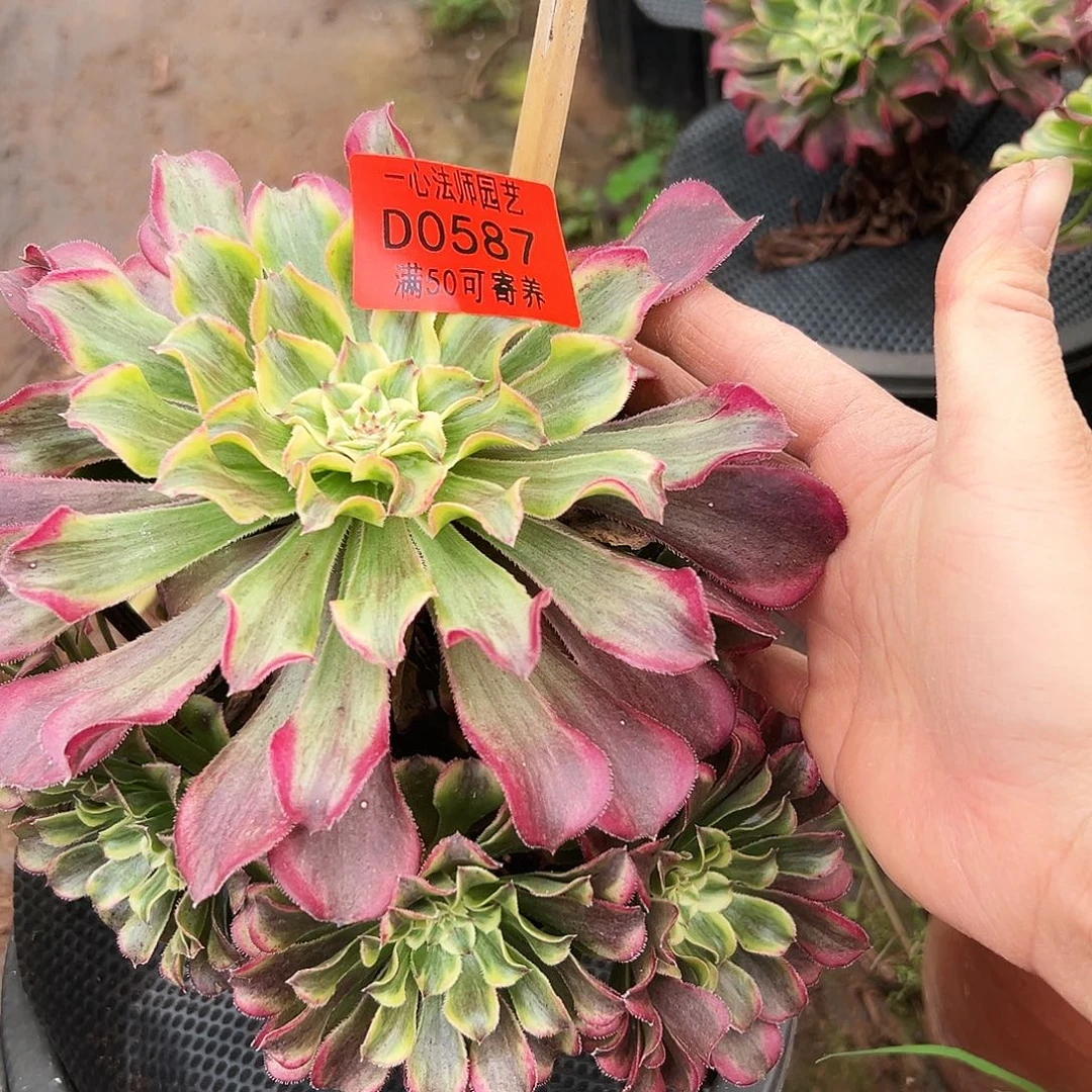 0587多肉植物红波澜