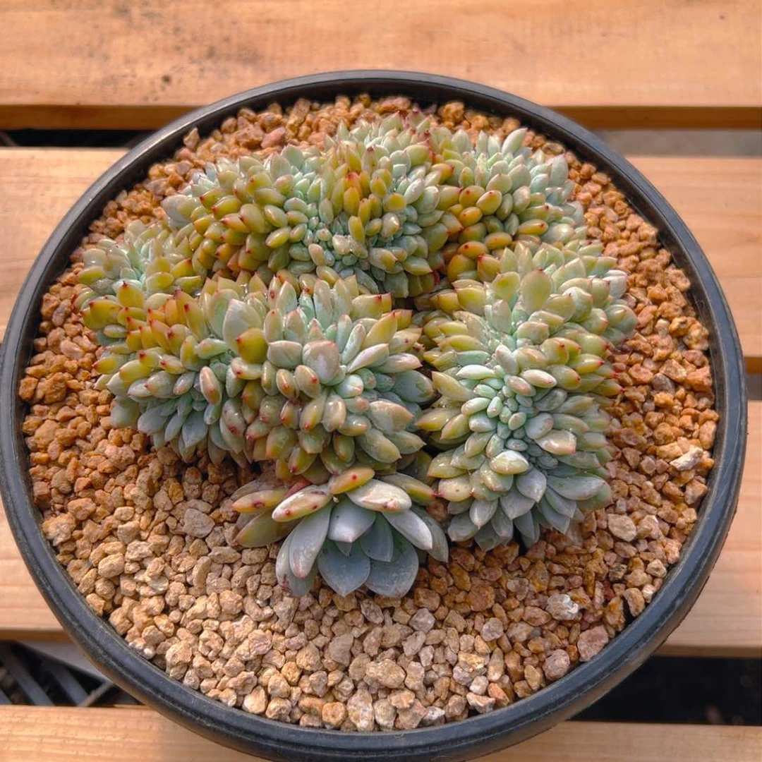 小**?新年快乐 新年快乐