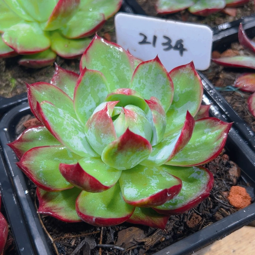 惊鸿仙子一物一拍2134号