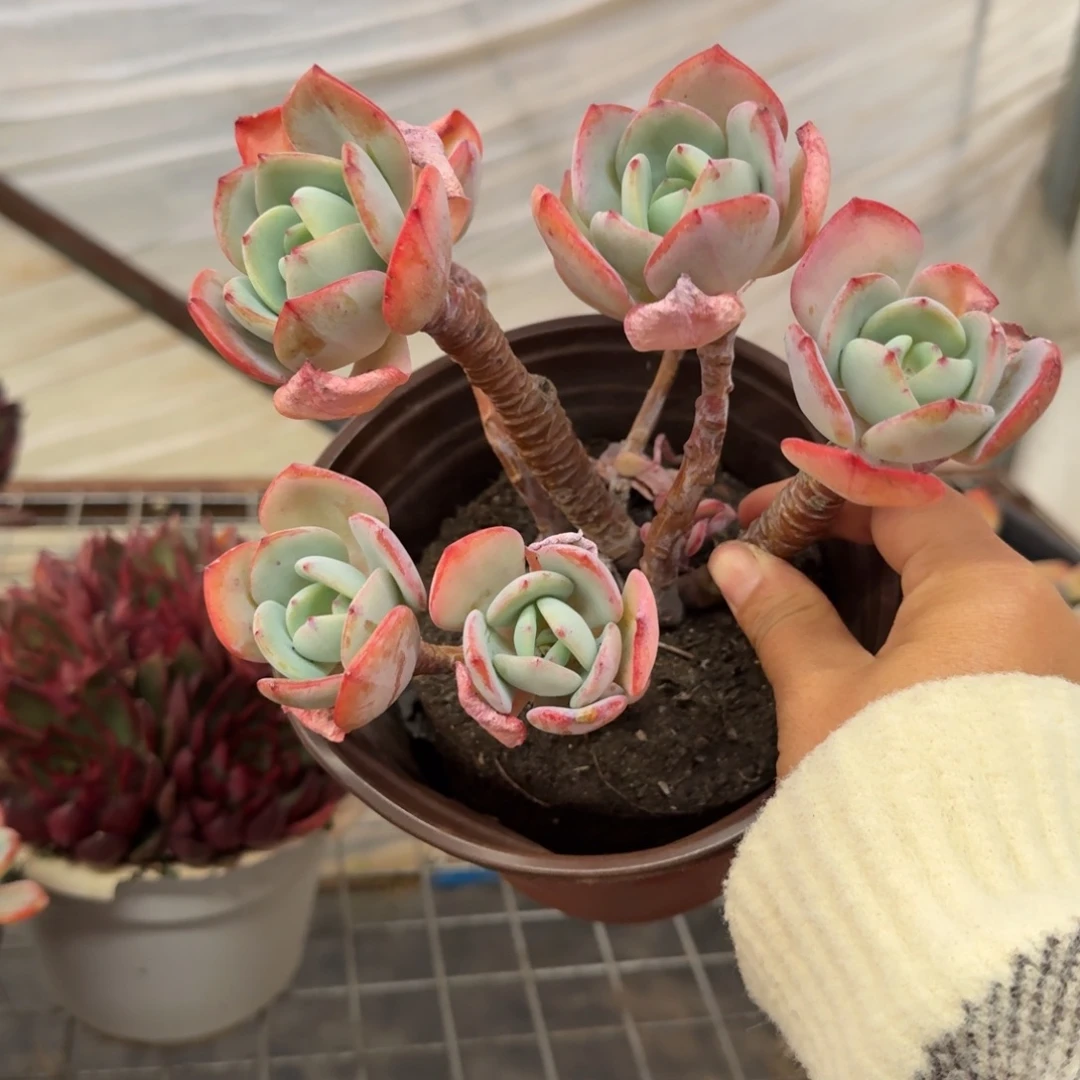 白月光五头起发，160杯