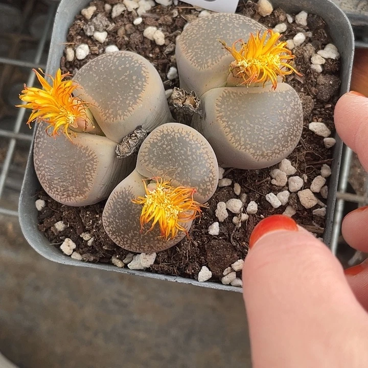 生石花一颗3头078