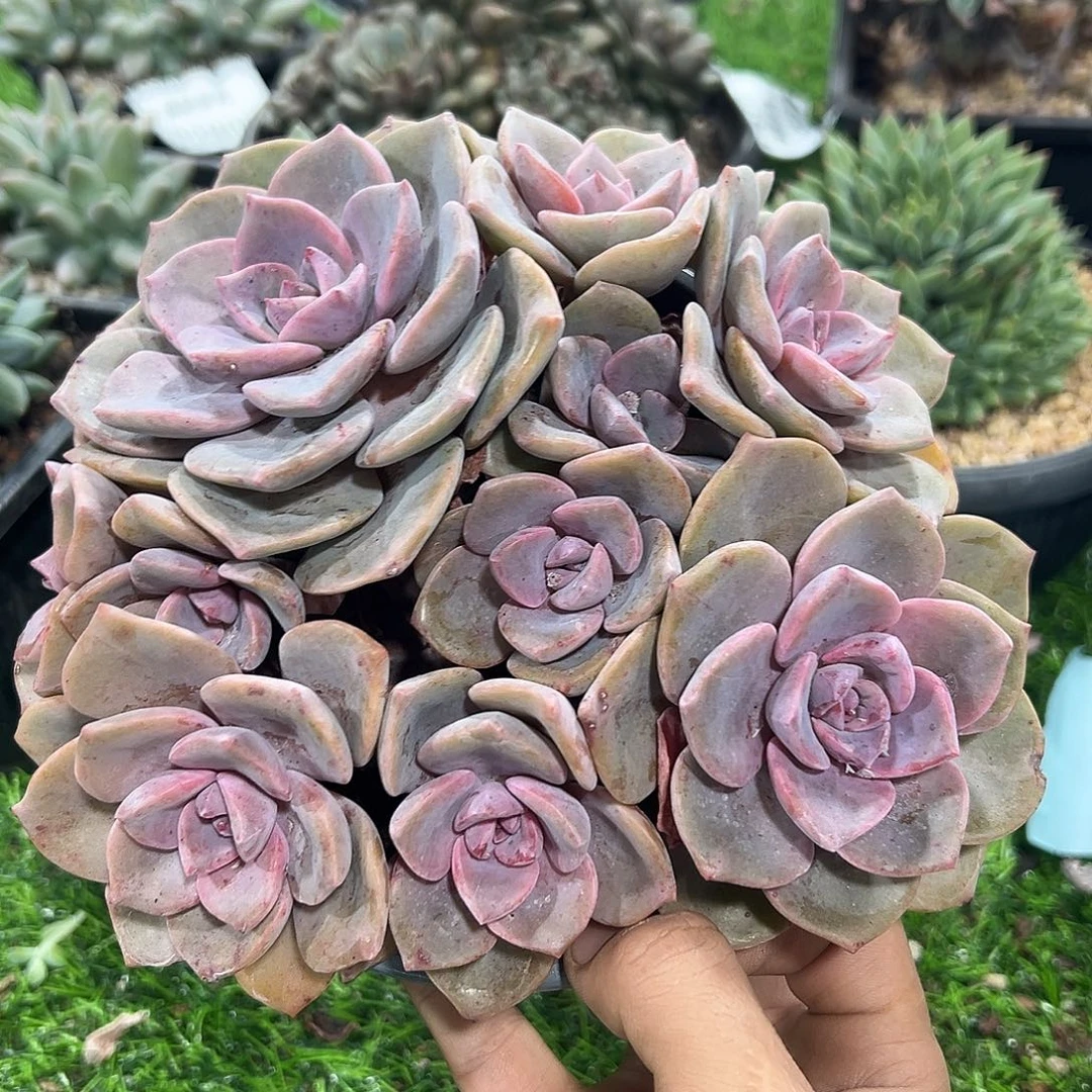 1028091 彩虹糖群生无砍平头