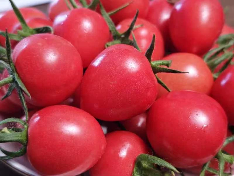 圣女果贝贝口感小番茄