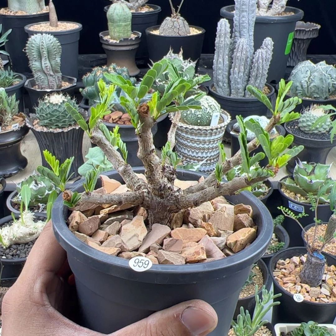 沙漠苏木实生一物一拍