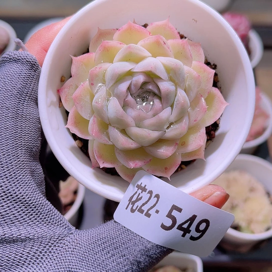 花22-549女王单头