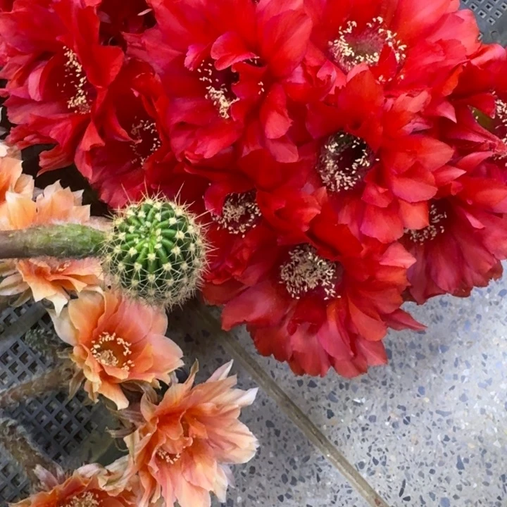 257彩草火焰女神歪无根侧牙4公分左右，20包邮