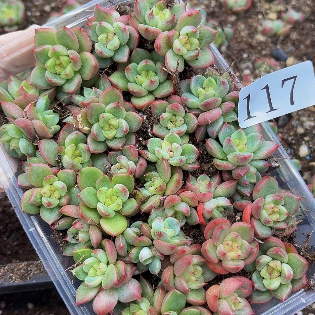 贩**光多肉植物多肉植物117