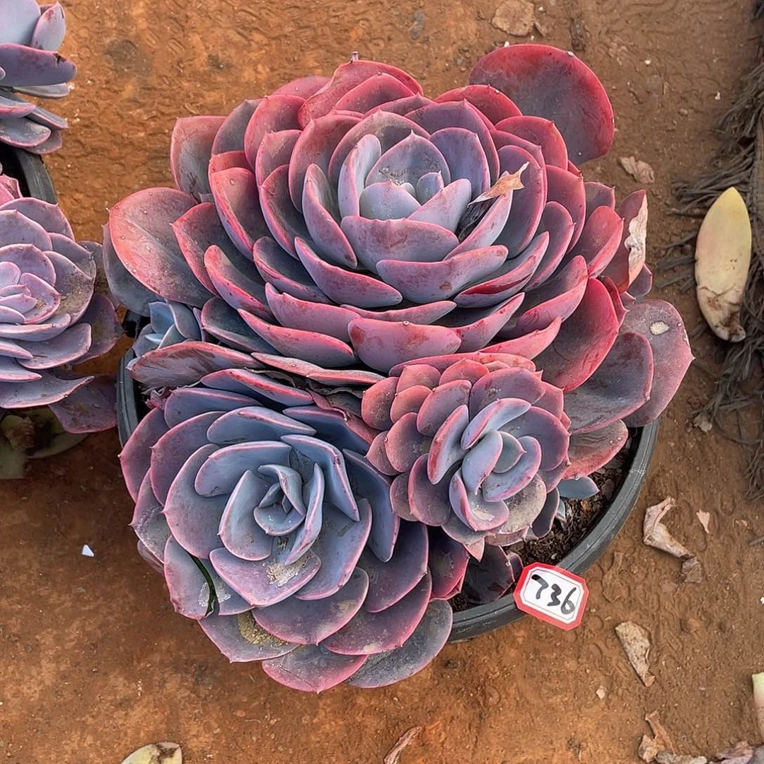 736尘埃玫瑰 一物一拍多肉