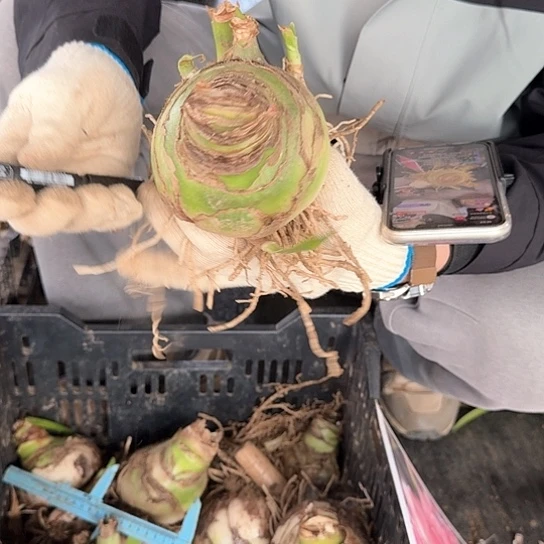 甜蜜9号9～10厘米 带5个侧芽 开花包对版