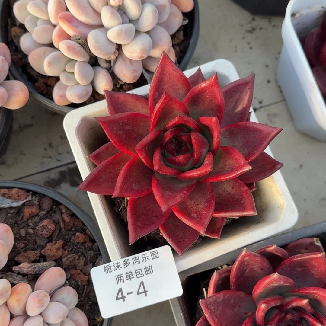 4-4罗卡多肉植物多肉