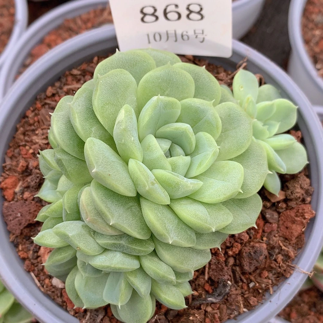 【闪购商品】云868号