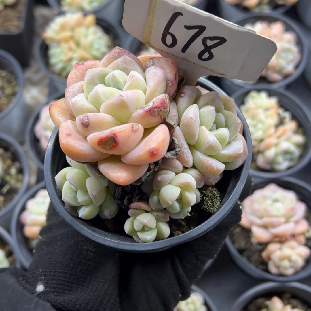 红陶?****678号多肉植物