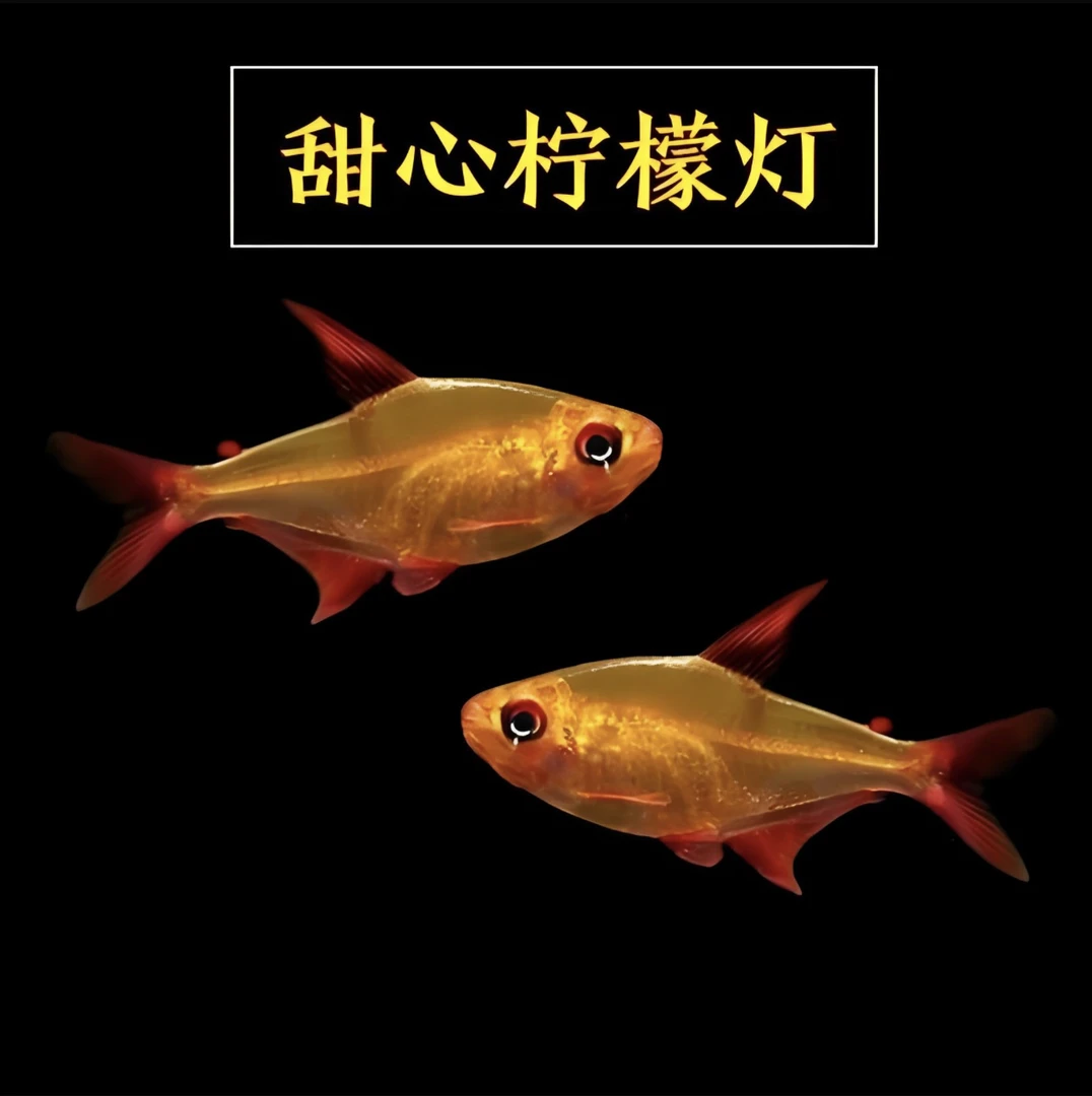 铃沐涵 精品甜心柠檬灯鱼南美热带淡水活体观赏鱼适合草缸饲养