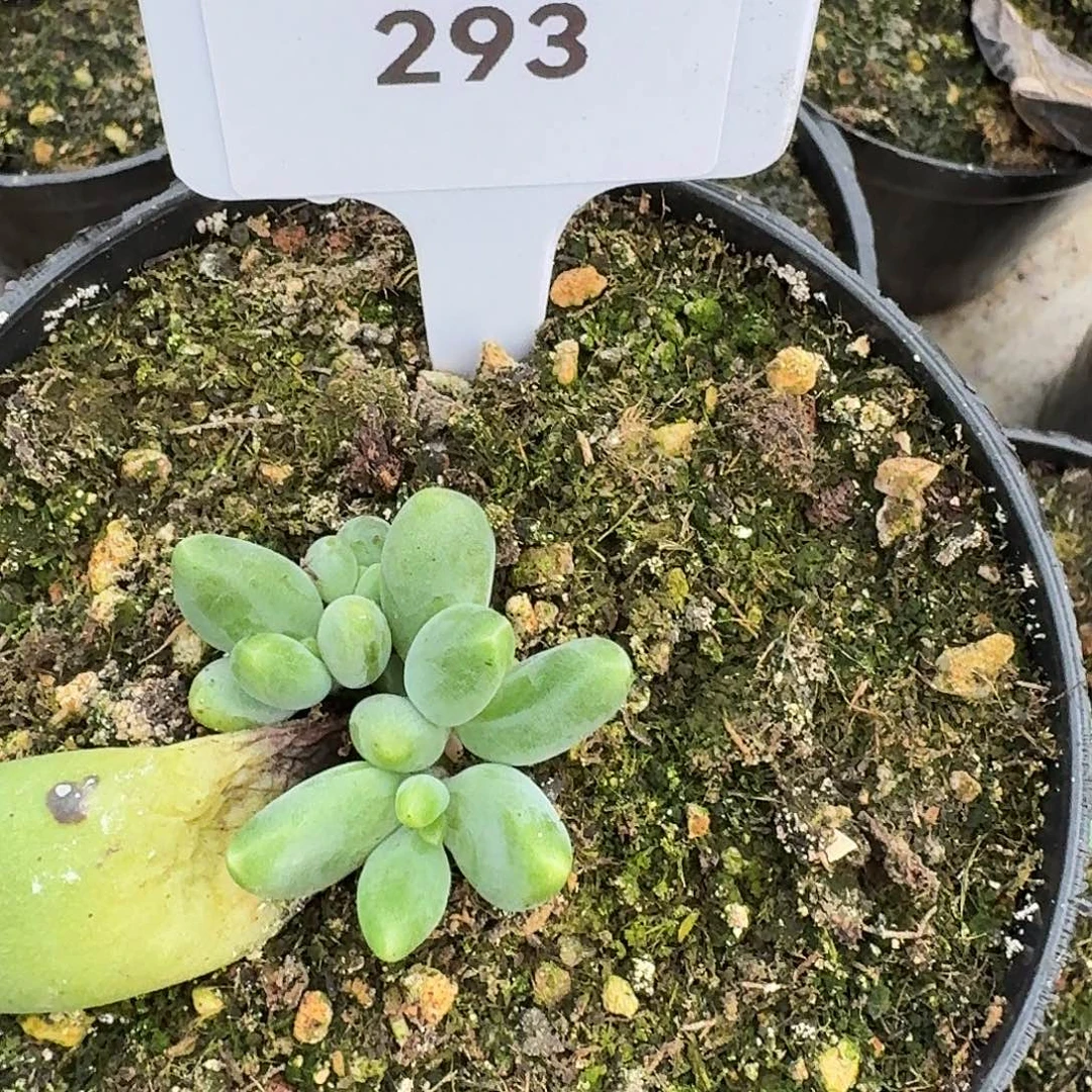 眼睛13456789101112