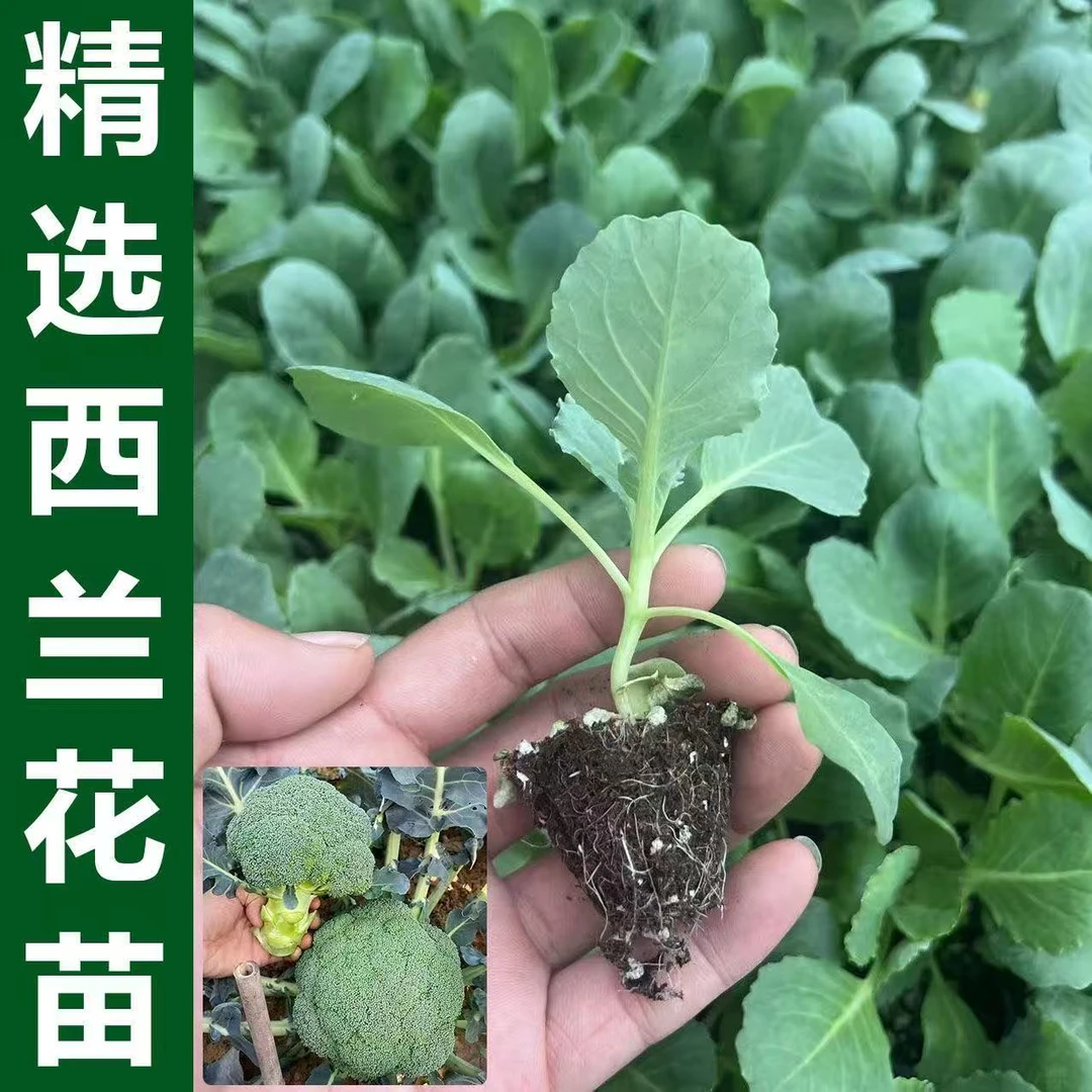 西兰花苗带土球秧苗四季可种适合庭院菜园阳台盆栽蔬菜苗种植