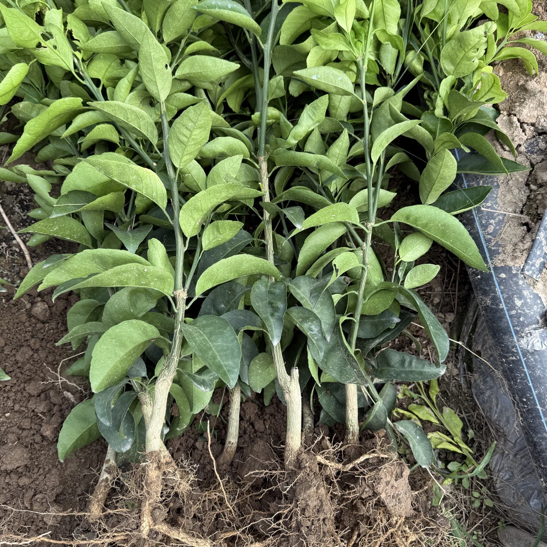 东洋之光一年裸根苗带泥浆发货红色大果品种纯正晚熟3月一叶兰