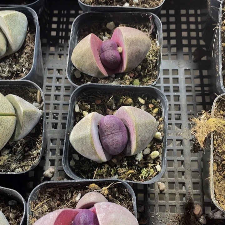 大紫元宝带盆土发