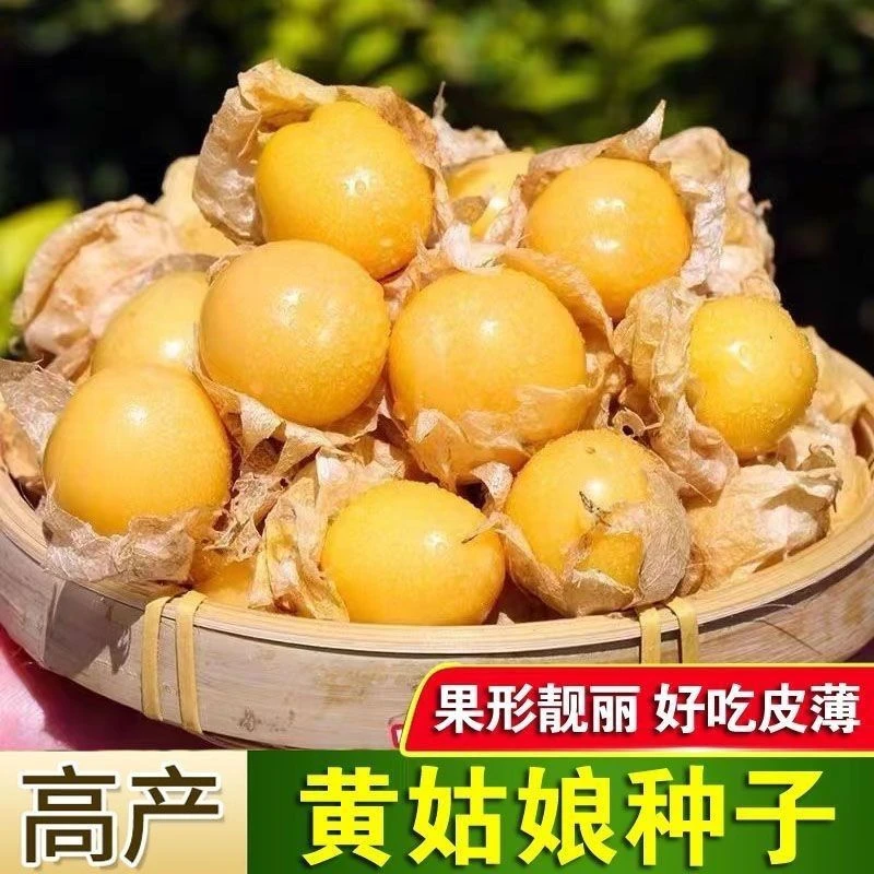 东北黄菇娘果种子特大甜洋姑娘灯笼果种籽四季易种高产蔬果种子
