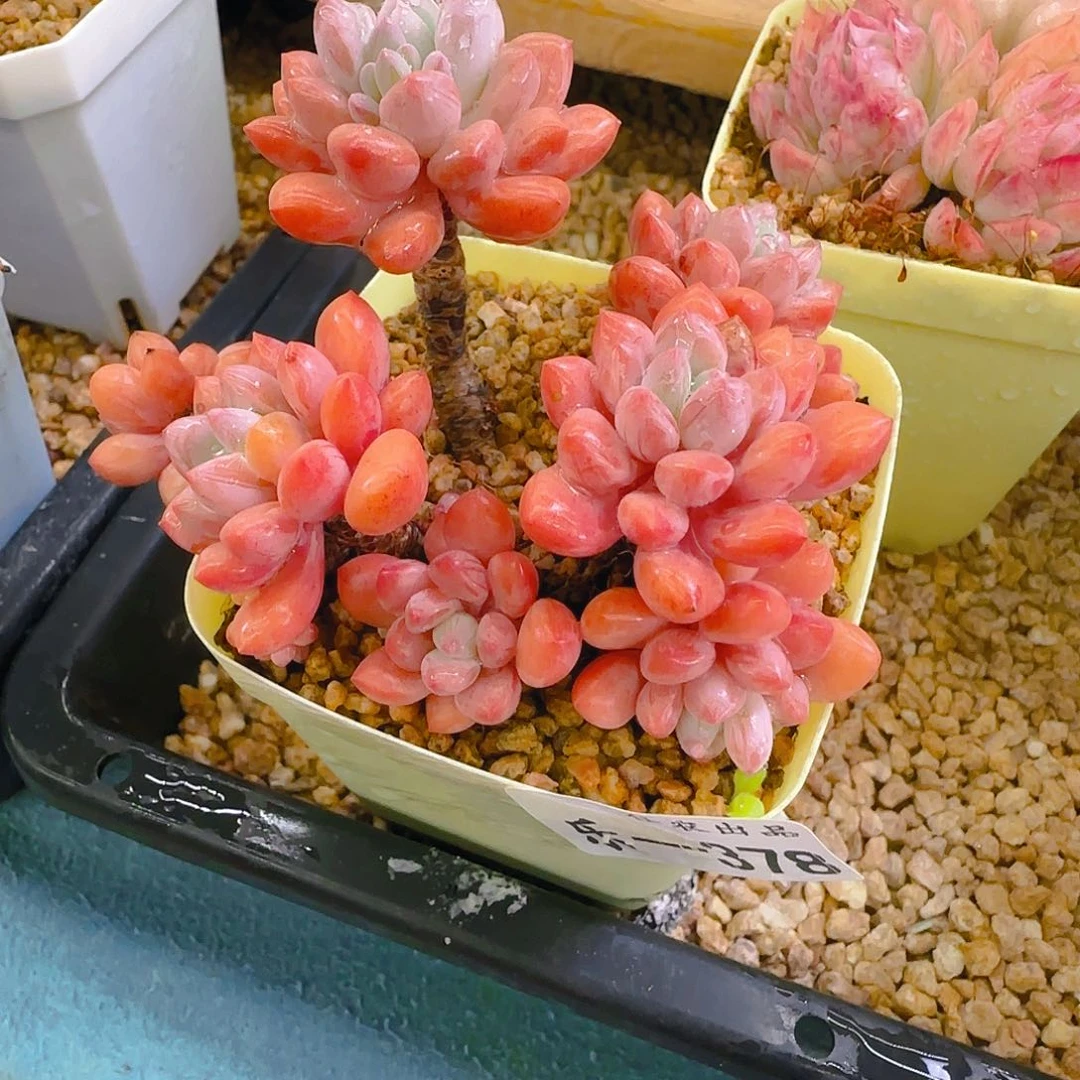 铁扇，378、仙农出品