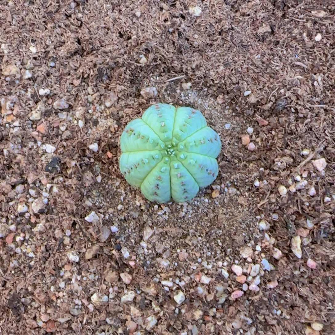 Y***定块根植物块根植物